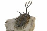 Trident Walliserops Trilobite - Exceptional Preparation #310510-4